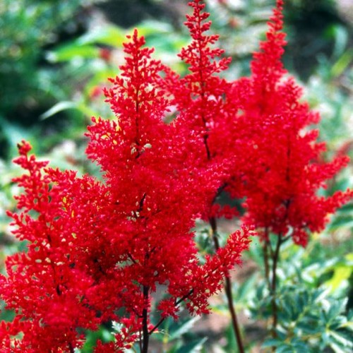 Astilbes Ārendsa Else Schluck 8gab