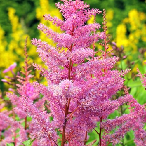 Astilbes Ārendsa Superba 8gab