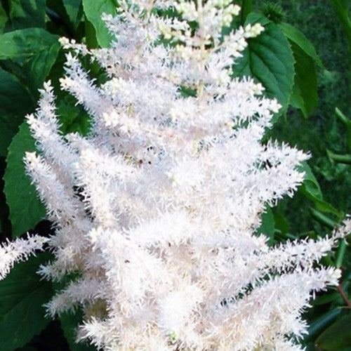 Astilbes Ārendsa Baltas 8gab