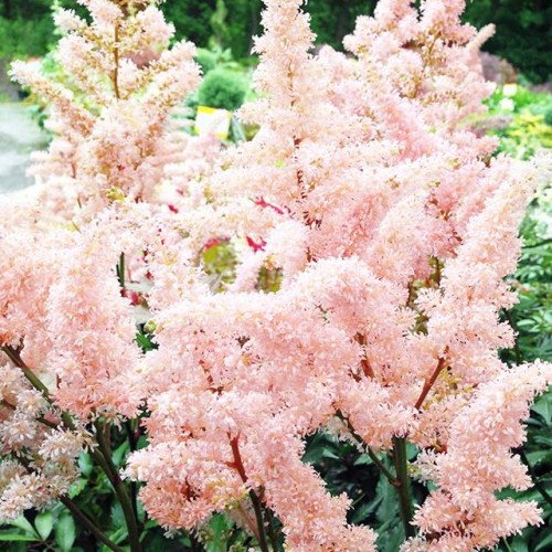 Astilbes Ārendsa Peach Blossom 8gab