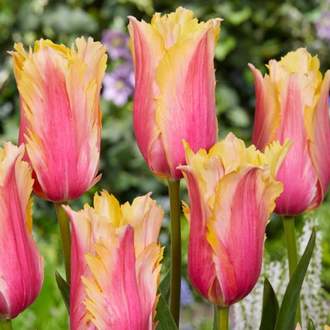Tulpes triumfa FLAMING MEMORY 12/+ 80gab