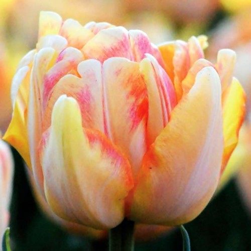Tulpes pildītās FOXY FOXTROT 12/+ 60gab
