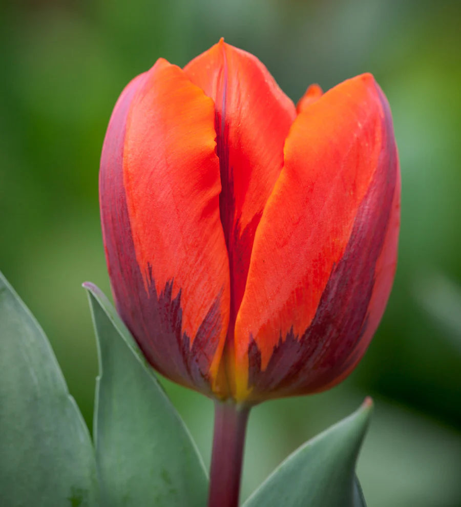 Tulpes triumfa HERMITAGE 12/+ 80gab