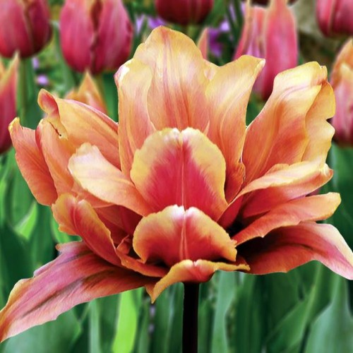 Tulpes pildītās CALLAHAN 11/12 50gab