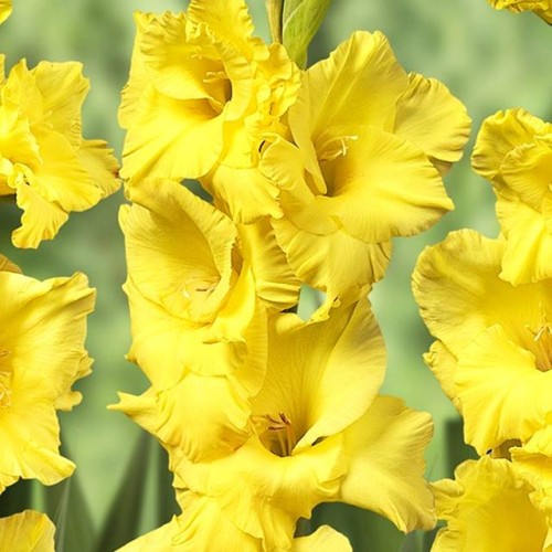 Gladiolas lielziedu NOVA LUX 14/+ 60gab