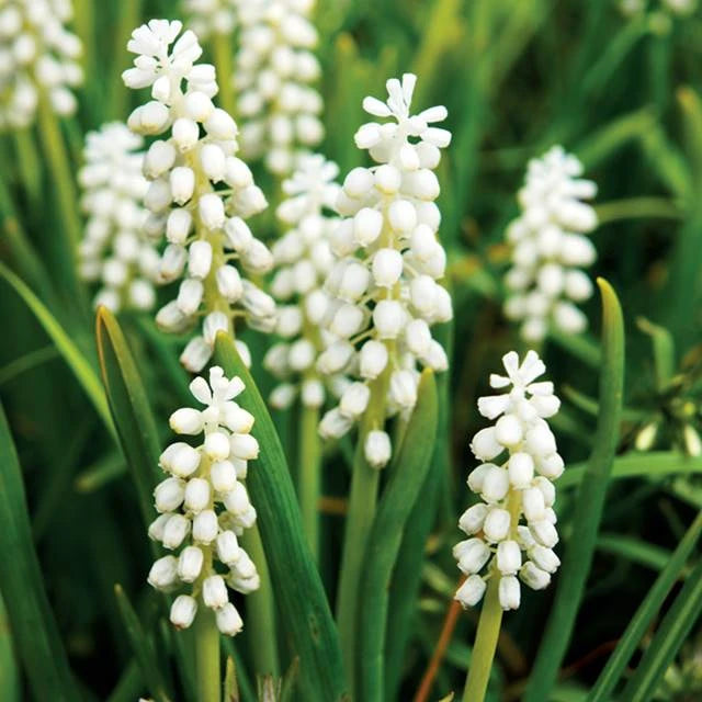 Muskares WHITE MAGIC 7/8 150gab
