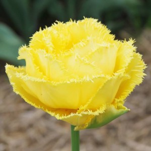 Tulpes bārkšziedu EXOTIC SUN 11/+ 60gab