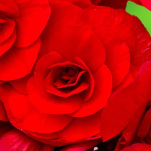 Begonijas lielziedu GRANDIFLORA pildītās SARKANAS 6/+ 20gab.