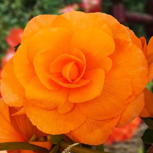 Begonijas lielziedu GRANDIFLORA pildītās ORANŽAS 6/+ 20gab.