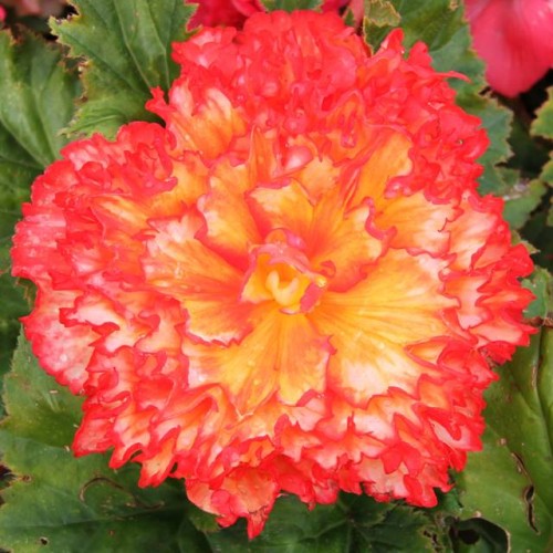 Begonijas divkrāsu PICOTEE 'SUNBURST' 5/6 20gab.