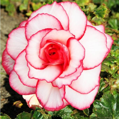 Begonijas divkrāsu PICOTEE 'BLUSH' 5/6 20gab.