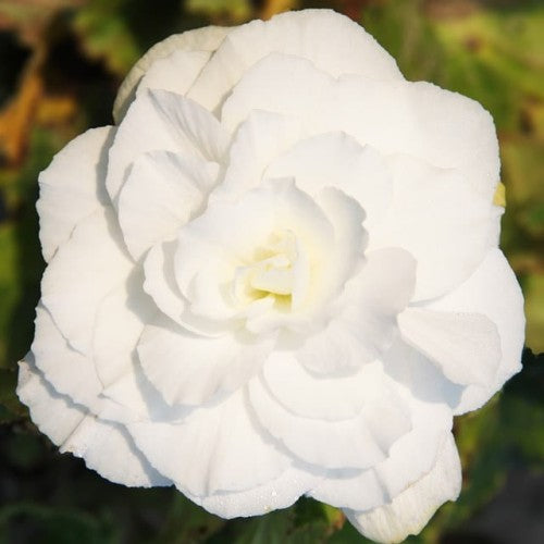 Begonijas lielziedu GRANDIFLORA pildītās BALTAS 6/+ 20gab.