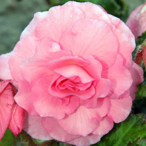 Begonijas lielziedu GRANDIFLORA pildītās ROZĀ 6/+ 20gab.