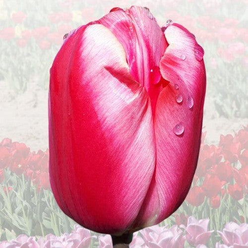 Tulpes elitārās JOANNA KRAUSE 12/+ 40gab