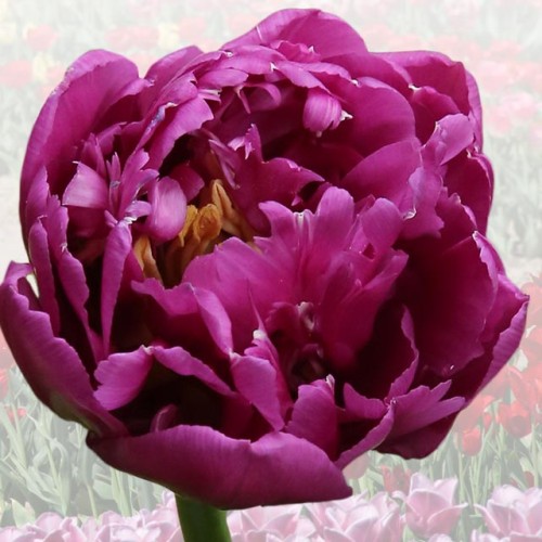 Tulpes elitārās BRONISLAW KOMOROWSKI 12/+ 40gab
