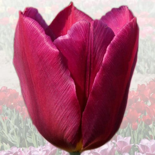 Tulpes elitārās ANNA KOMOROWSKA 11/12 40gab