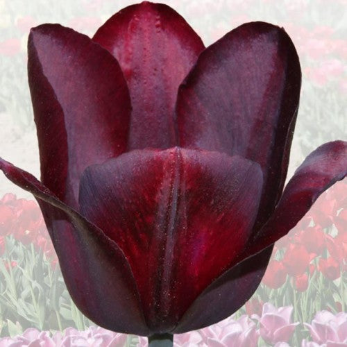 Tulpes elitārās JERZY BUZEK 11/12 40gab