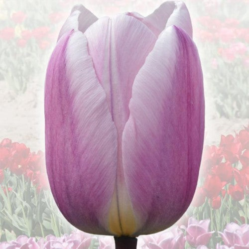 Tulpes elitārās JOLANTA KWASNIEWSKA 12/+ 40gab