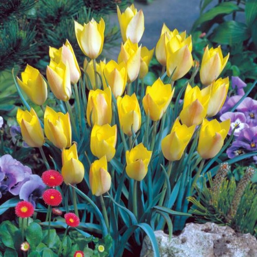 Tulpes botāniskās HONKY TONK 6+/ 80gab