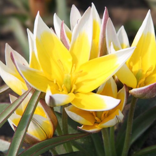 Tulpes botāniskās TARDA 7/8 80gab