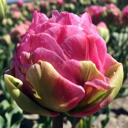 Tulpes ledustulpes STRAWBERRY CREAM 12/+ 30gab