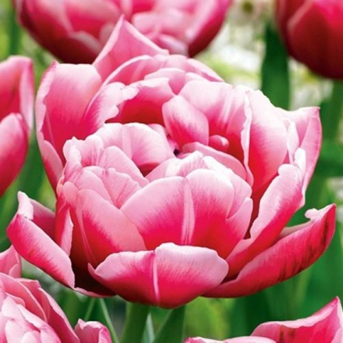 Tulpes pildītās COLUMBUS 12/+ 60gab