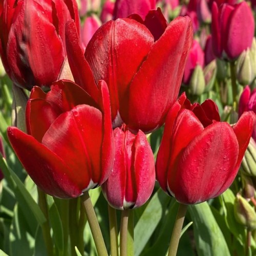 Tulpes daudzziedu FIERY CLUB 12/+ 60gab