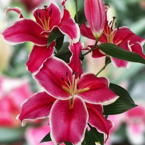 Lilijas Lilijkoks FLASHPONT 16/18 20gab