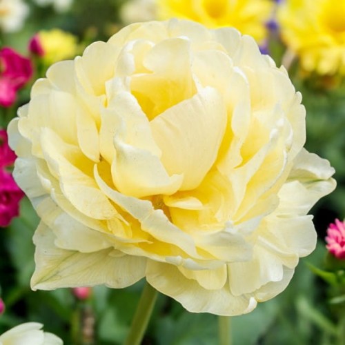 Tulpes pildītās AVANT GARDE 12/+ 60gab
