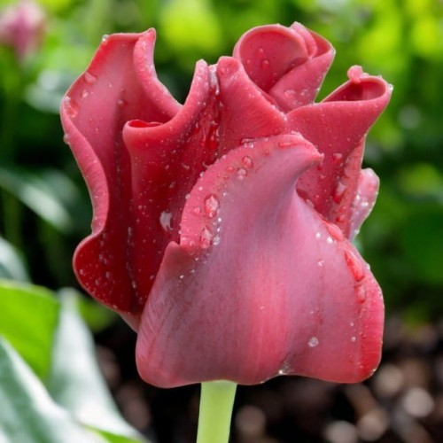 Tulpes triumfa RED DRESS 12/+ 60gab