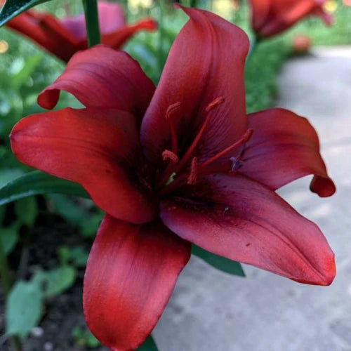 Lilijas Āzijas RAPID RED 16/18 20gab