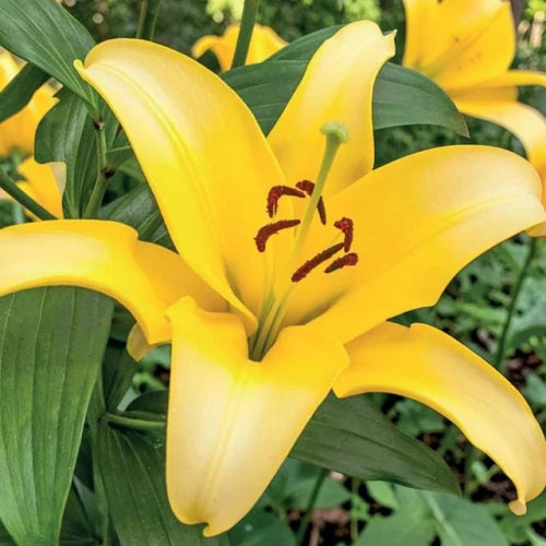 Lilijas Āzijas RAPID YELLOW 16/18 20gab