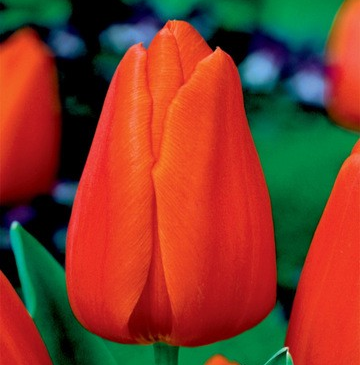 Tulpes promotion ORANŽAS 10/11 80gab