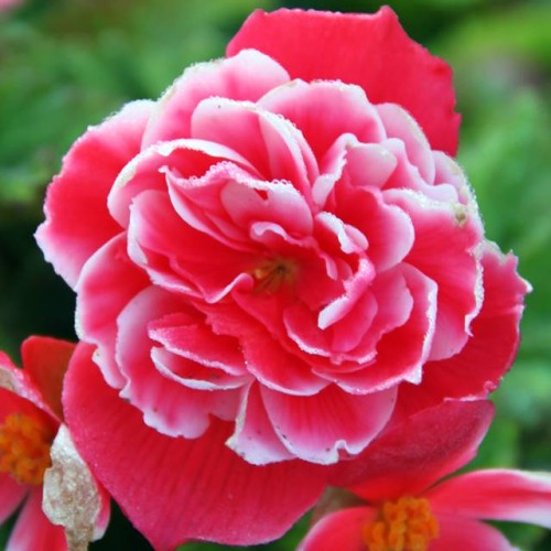Begonijas divkrāsu CAMELIA 5/6 20gab.