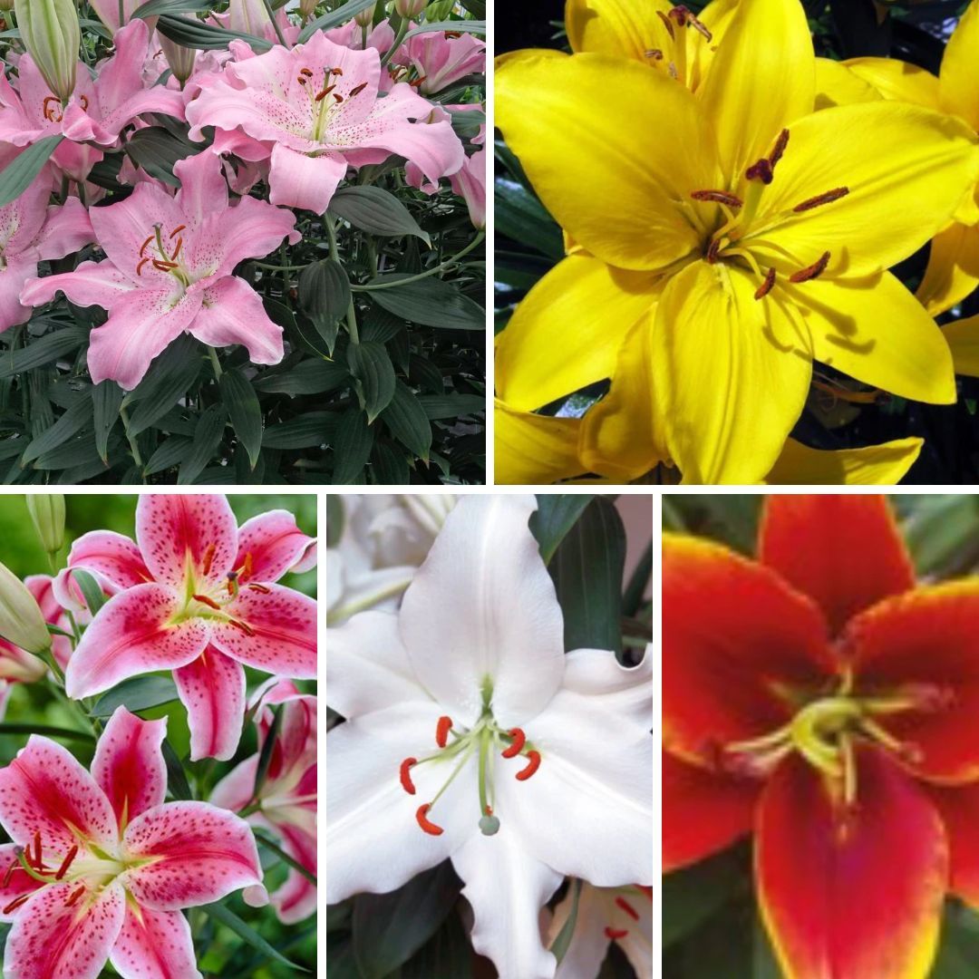 Lilijas Austrumu Izlase Nr. 2, 100gab