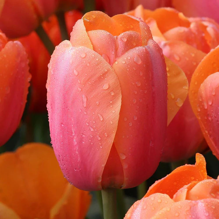 Tulpes Darvina APRICOT IMPRESSION 12/+ 80gab