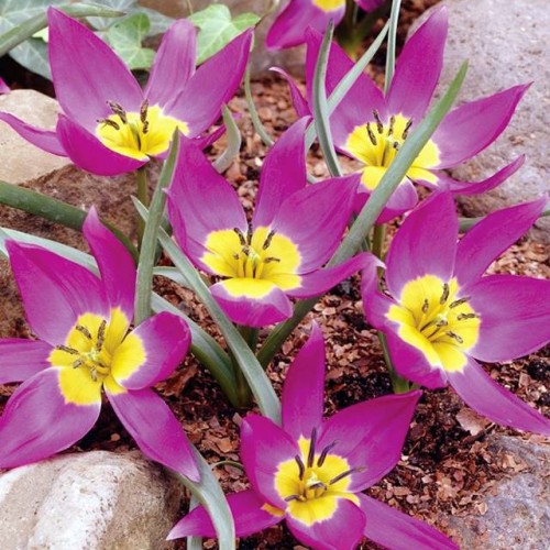 Tulpes botāniskās EASTERN STAR 6/+ 80gab