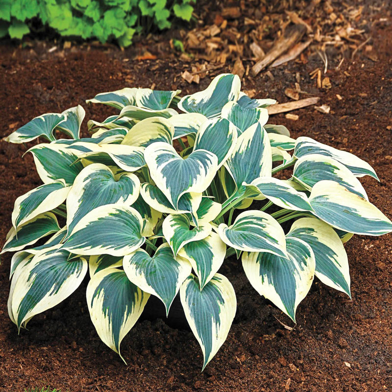 Hostas FIRN LINE 8gab