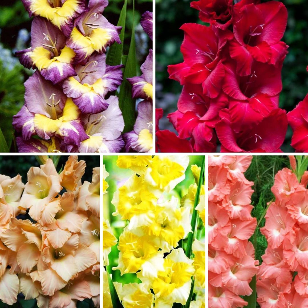 Gladiolas lielziedu Izlase Nr.5 12/14 400gab