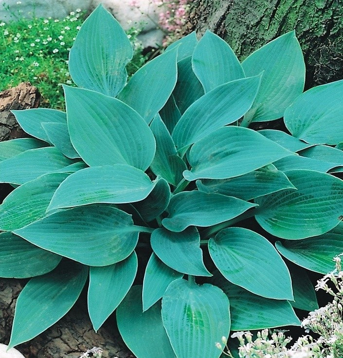 Hostas HALCYON 8gab