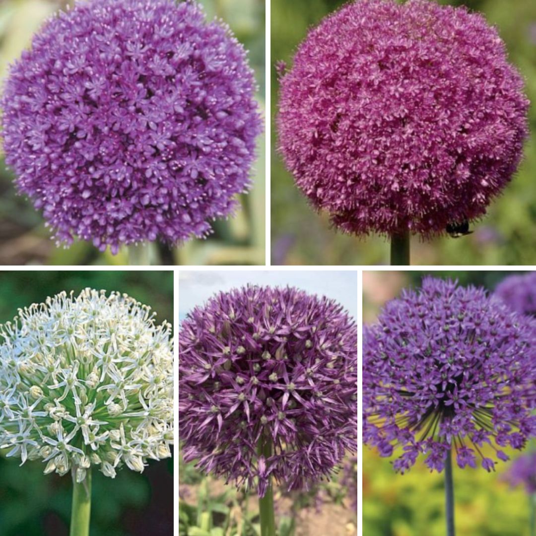 Sīpoli dekoratīvie Izlase Nr. 6, 20/+ 20gab