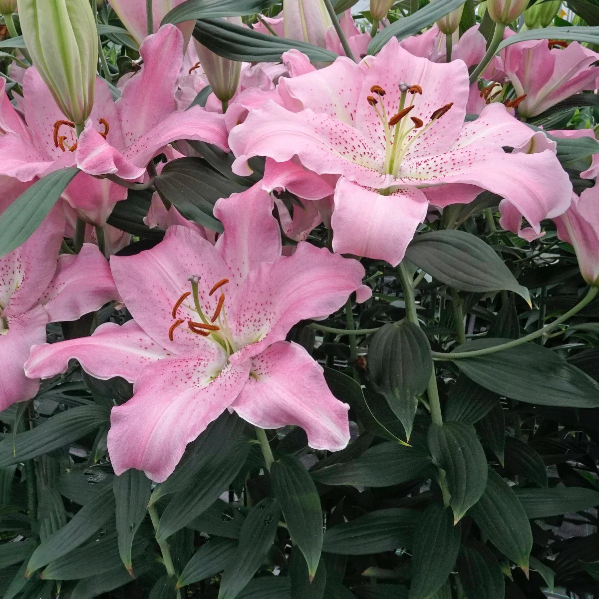 Lilijas Austrumu JOSEPHINE 16/18 20gab