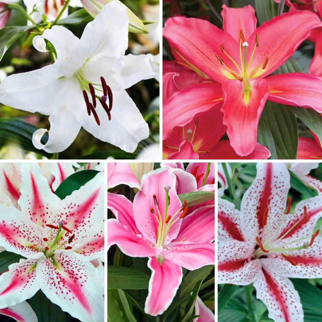 Lilijas Austrumu Izlase Nr. 1, 100gab