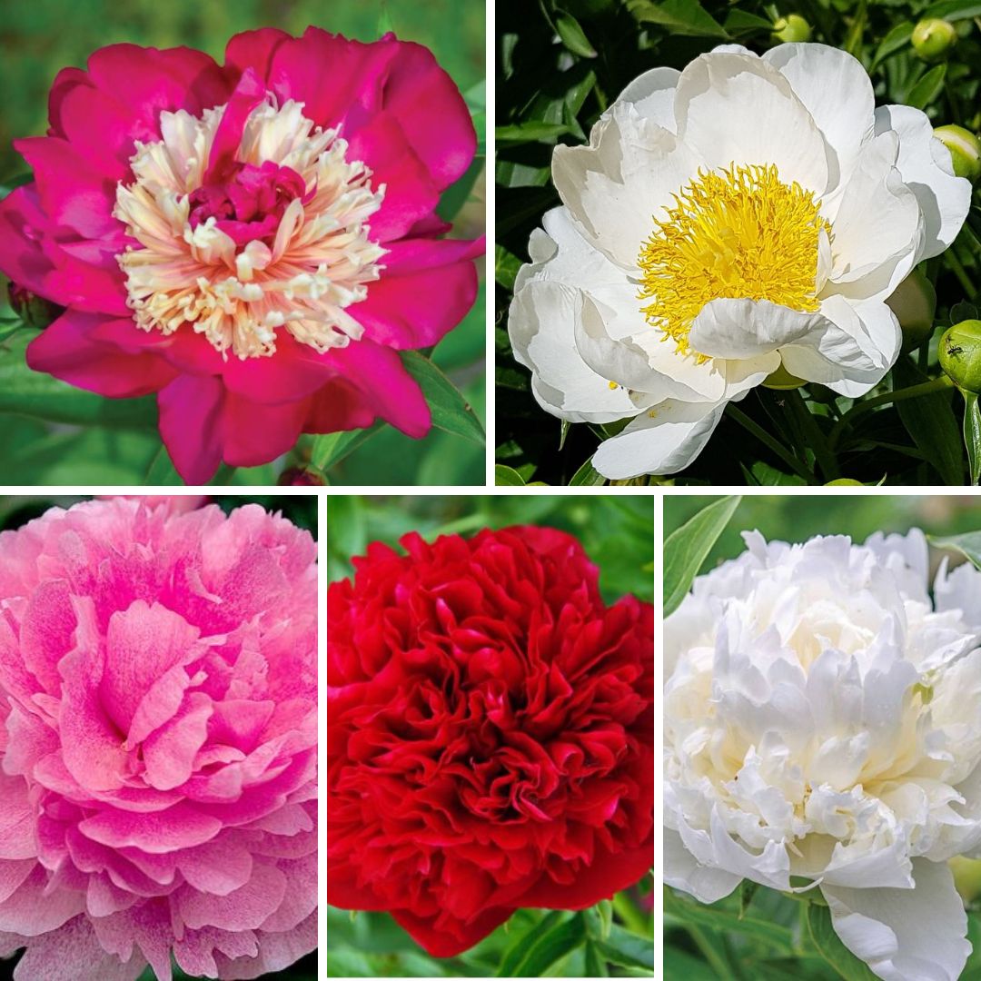 Peonijas Izlase Nr.4 5šķirnes 15gab