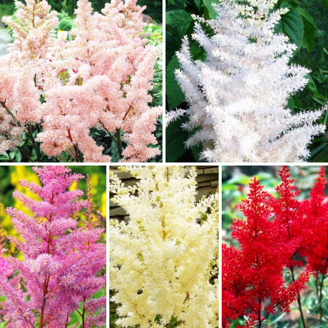 Astilbes Ārendsa Izlase 40gab