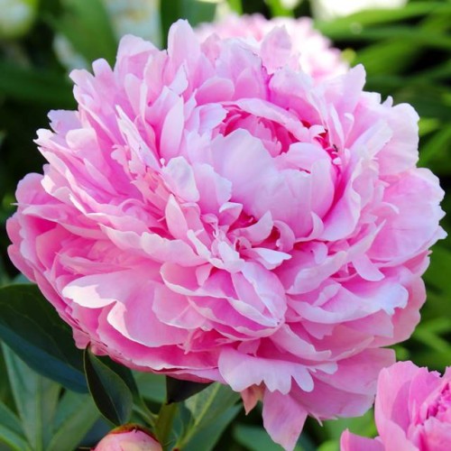 Peonijas SARAH BERNHARDT 6gab