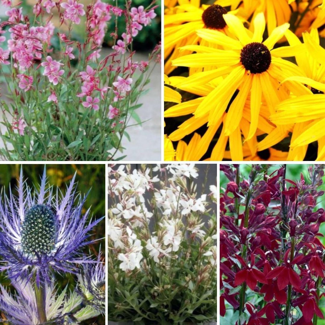 Dažādu pavasarī stādāmo puķu Izlase Nr. 5 20gab