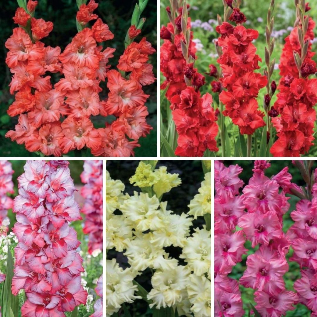 Gladiolas EKSOTISKAS Izlase Nr.1 12/14 200gab