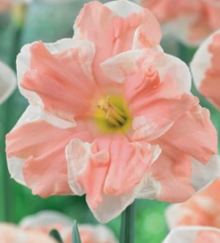 Narcises šķeltvainadziņu APRICOT WHIRL 14/16 40gab