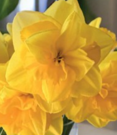 Narcises pildītās YELLOW DREAM 12/14 30gab